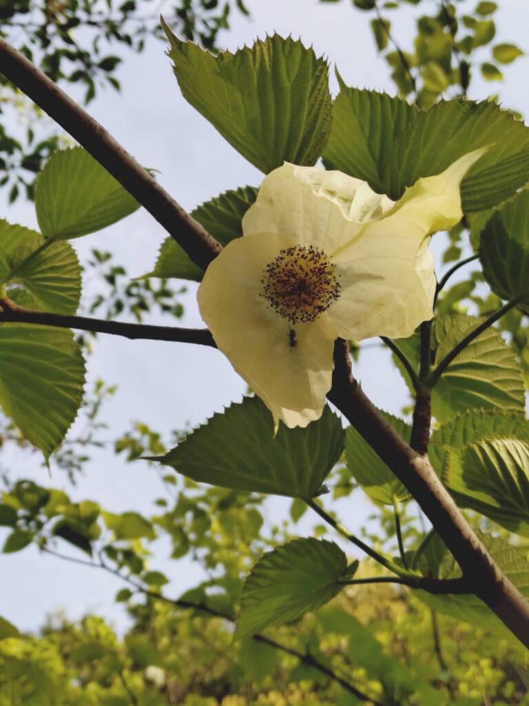 【西東京いこいの森公園】ハンカチの木の花が咲いています - (ブログ / 東京大学原子核研究所 / 西東京いこいの森公園 / KEK ...