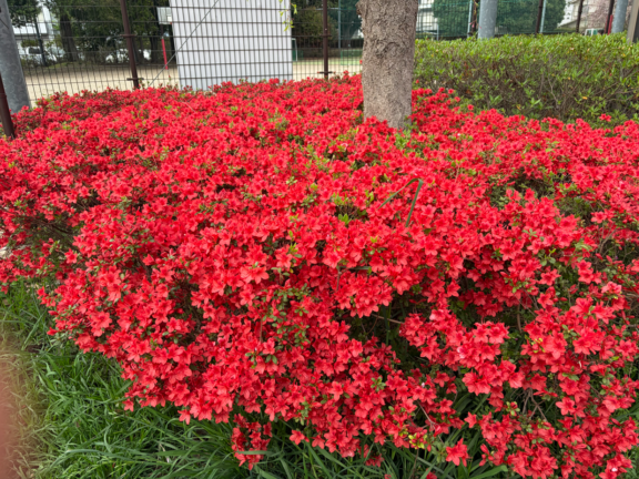【西東京いこいの森公園】ツツジが見頃です！ サムネイル