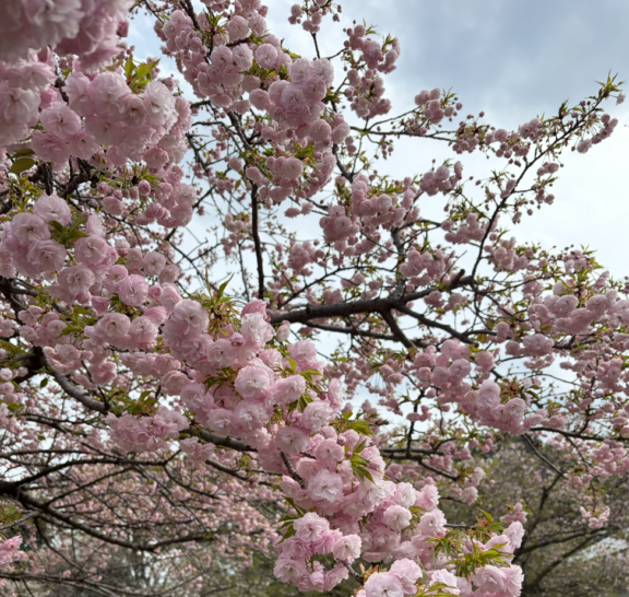 【西東京いこいの森公園】ハナガサ（花笠）が見頃です！ サムネイル